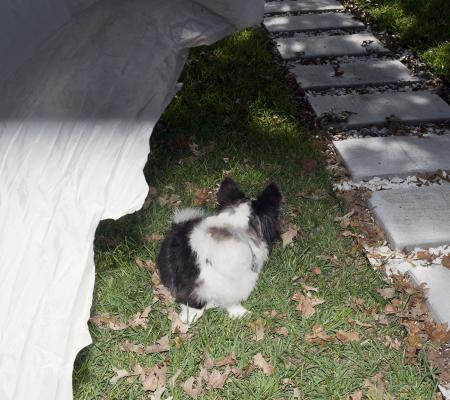 image of a small dog in the dark with its head turned around