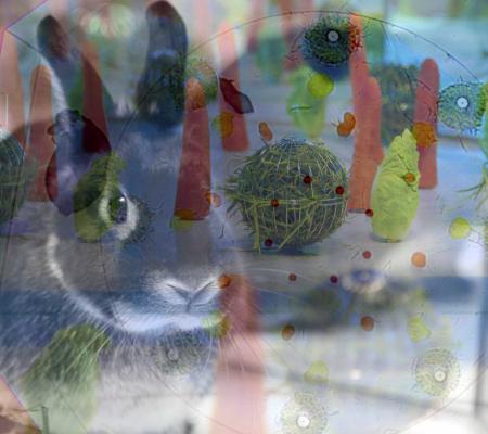 image of bunny and viruses overlaid