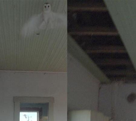 photo montage showing white owl in room